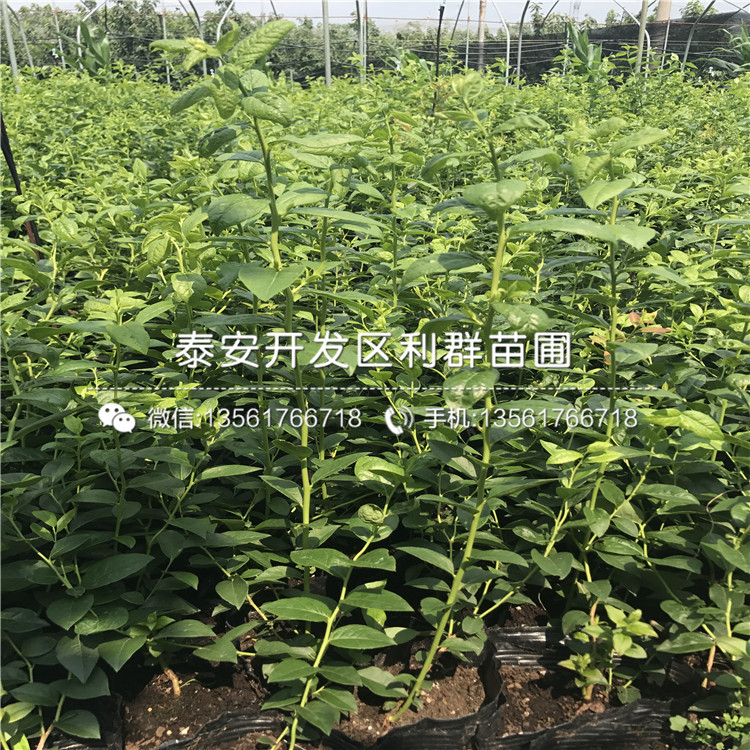 3年生藍莓樹苗、3年生藍莓樹苗多少錢