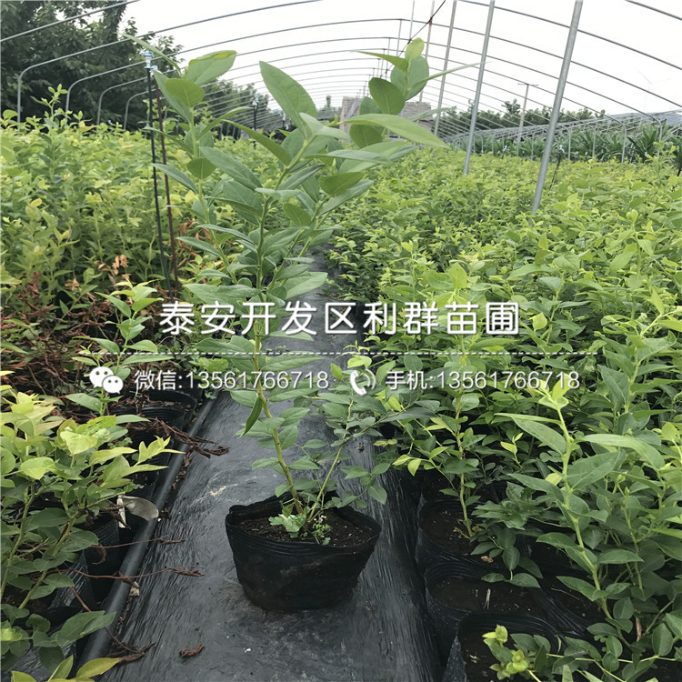 2019年早藍(lán)藍(lán)莓樹苗報價、今年早藍(lán)藍(lán)莓樹苗價格是多少