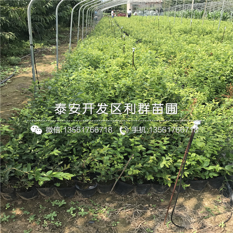 藍(lán)莓樹(shù)苗、藍(lán)莓樹(shù)苗批發(fā)