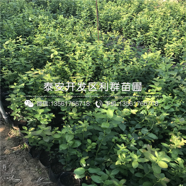 山東藍寶石藍莓苗、山東藍寶石藍莓苗價格及報價