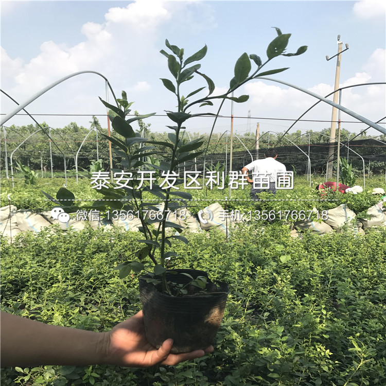 薄霧藍(lán)莓苗、薄霧藍(lán)莓苗批發(fā)價
