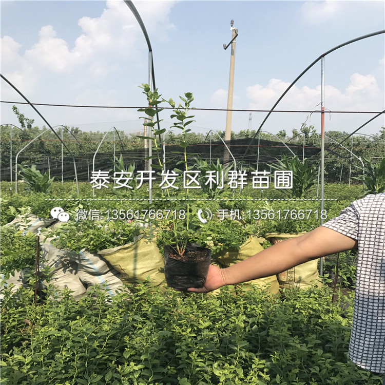 兔眼藍莓樹苗批發(fā)、兔眼藍莓樹苗價格