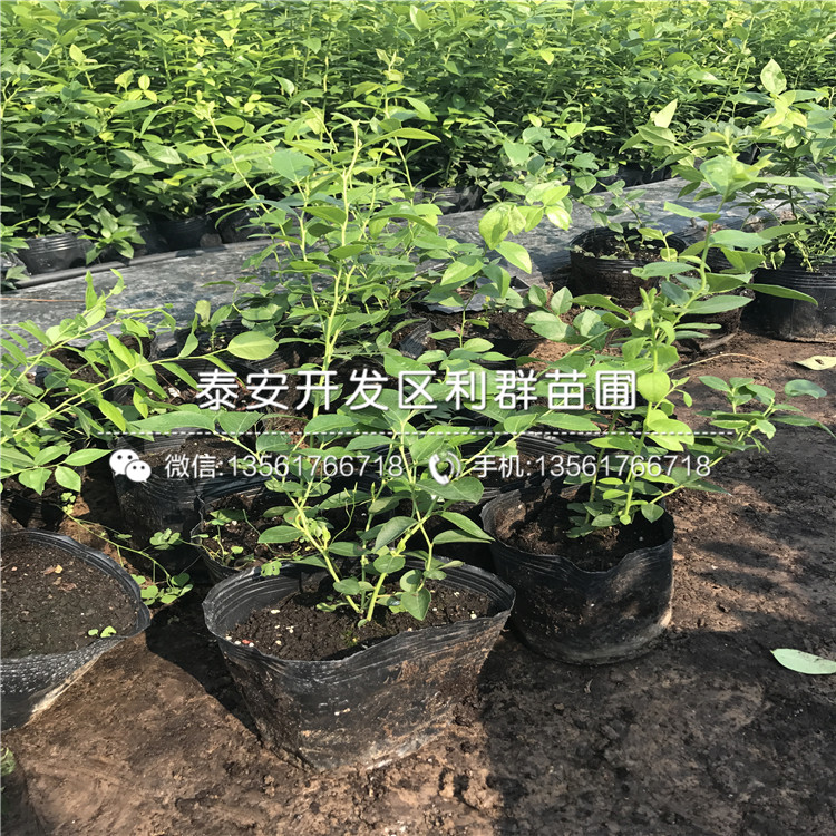 V3藍(lán)莓樹苗出售、V3藍(lán)莓樹苗基地