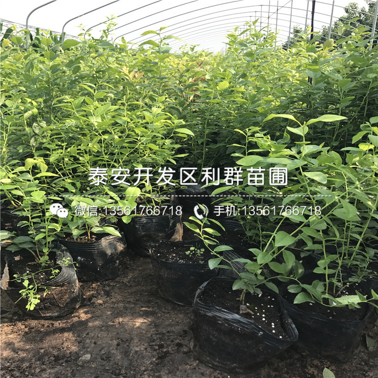 斯衛(wèi)克藍(lán)莓苗、斯衛(wèi)克藍(lán)莓苗批發(fā)