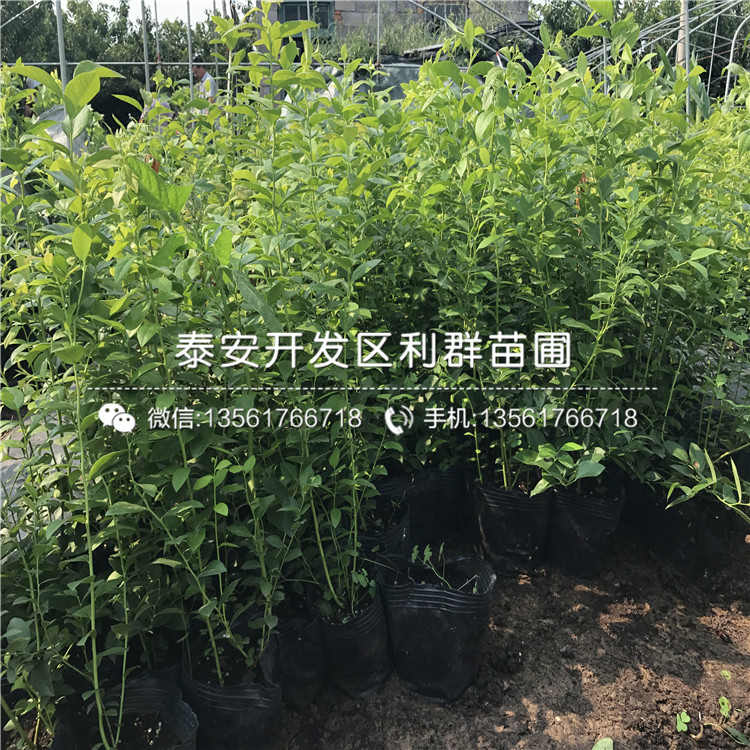新千年藍(lán)莓苗多少錢(qián)、新千年藍(lán)莓苗多少錢(qián)一棵