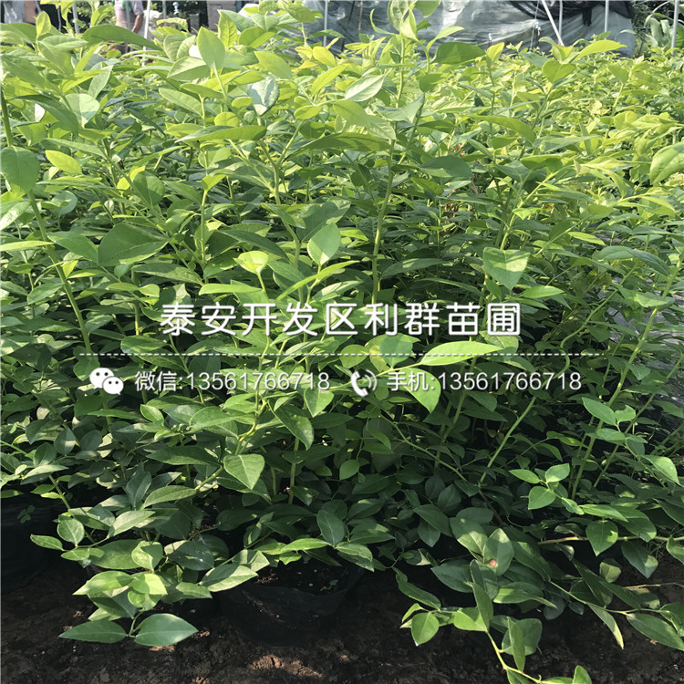 批發(fā)薩米特藍(lán)莓苗、薩米特藍(lán)莓苗多少錢一棵