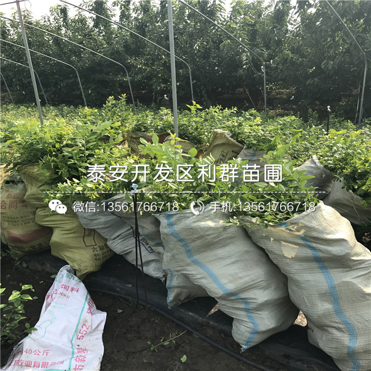 甜心藍(lán)莓苗價(jià)格、甜心藍(lán)莓苗多少錢(qián)一棵