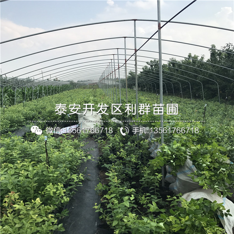 藍光藍莓苗、藍光藍莓苗價格