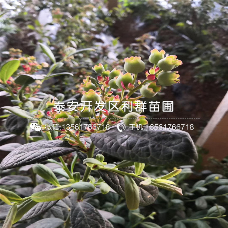 山東陽(yáng)光藍(lán)藍(lán)莓樹苗、山東陽(yáng)光藍(lán)藍(lán)莓樹苗報(bào)價(jià)