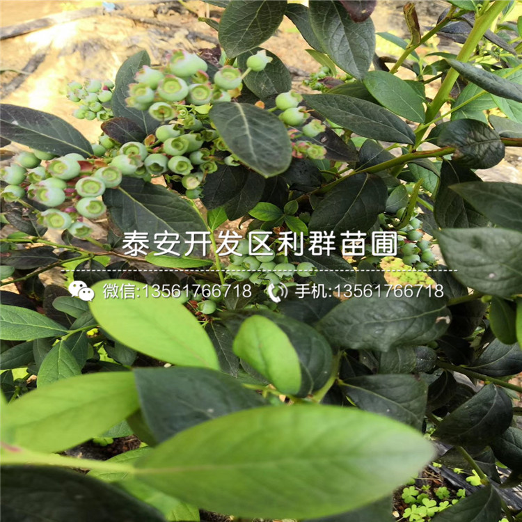 2019年甜心藍(lán)莓樹苗報(bào)價(jià)、甜心藍(lán)莓樹苗多少錢一棵