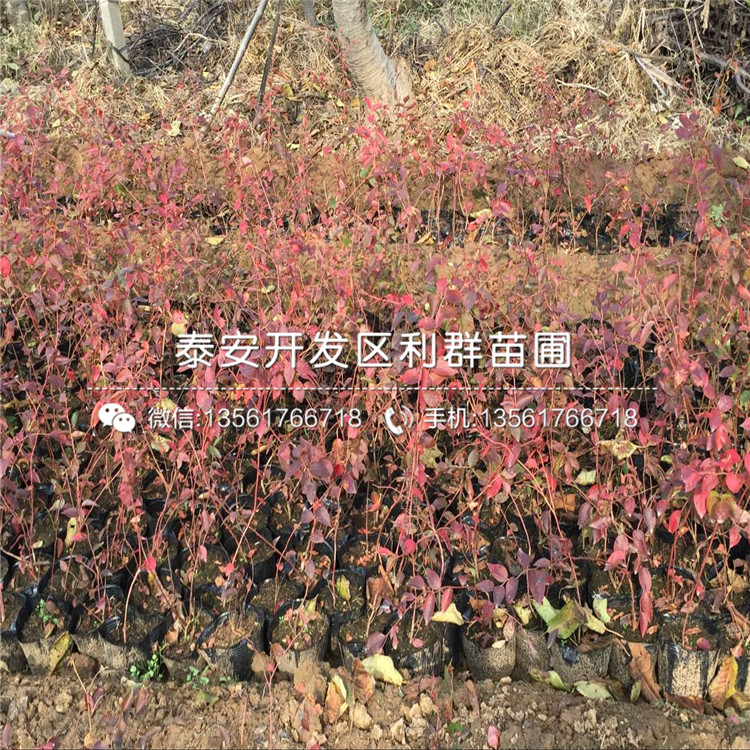 批發(fā)藍莓苗批發(fā)、批發(fā)藍莓苗基地