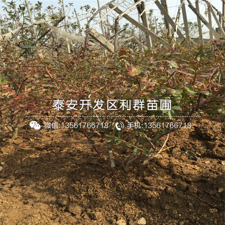 哪里有矮叢藍莓苗出售、矮叢藍莓苗多少錢一棵