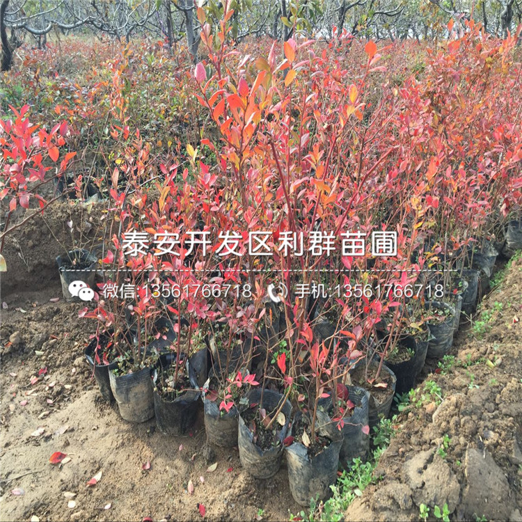 山東藍莓苗價格、山東藍莓苗價格及報價