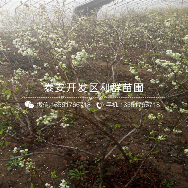 兔眼藍(lán)莓苗、兔眼藍(lán)莓苗基地