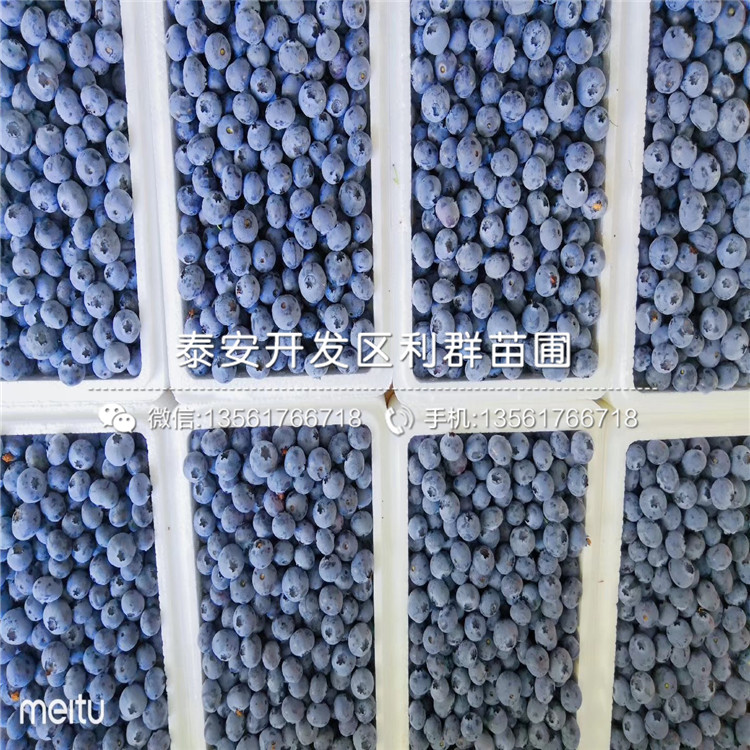 山東薄霧藍莓苗、山東薄霧藍莓苗多少錢一棵