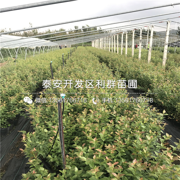 新千年藍(lán)莓樹苗、新千年藍(lán)莓樹苗品種