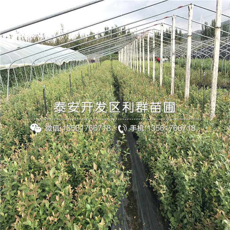 山東藍(lán)光藍(lán)莓苗、山東藍(lán)光藍(lán)莓苗價(jià)格及報(bào)價(jià)