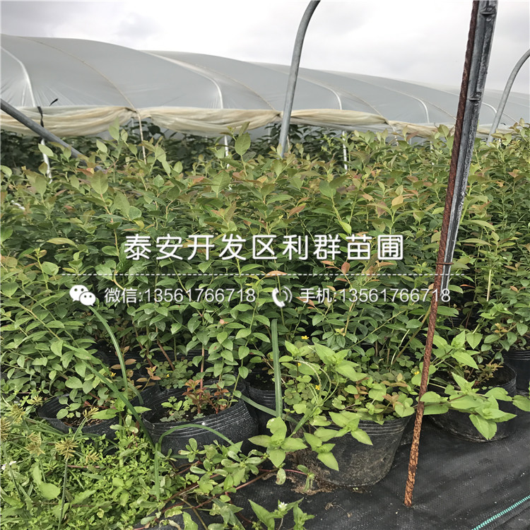 艾克塔藍(lán)莓樹苗、艾克塔藍(lán)莓樹苗出售