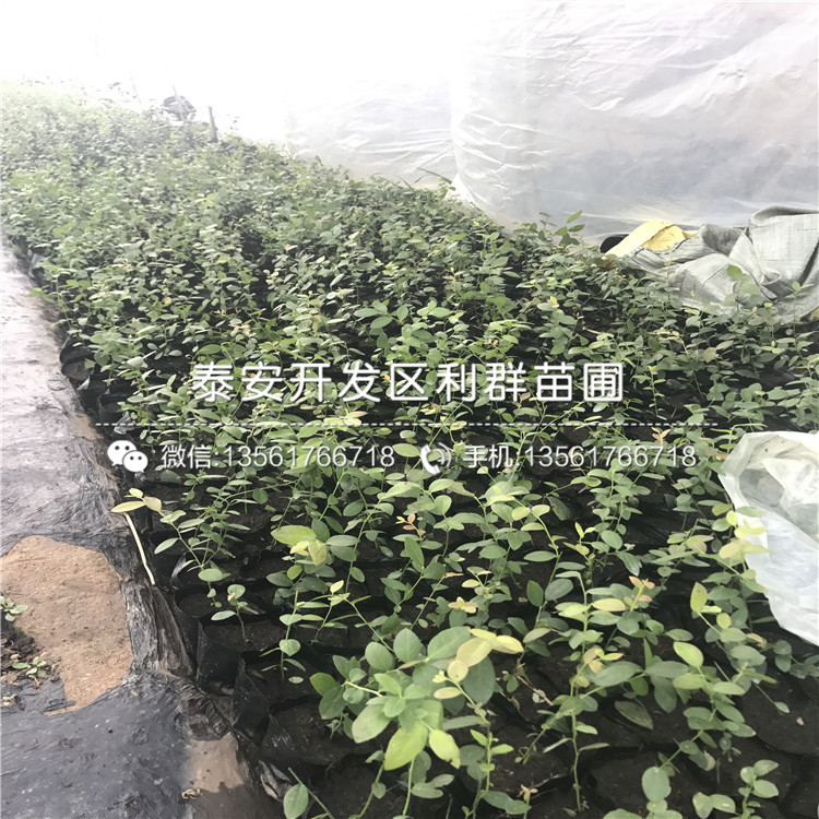 薄霧藍(lán)莓苗、薄霧藍(lán)莓苗批發(fā)價