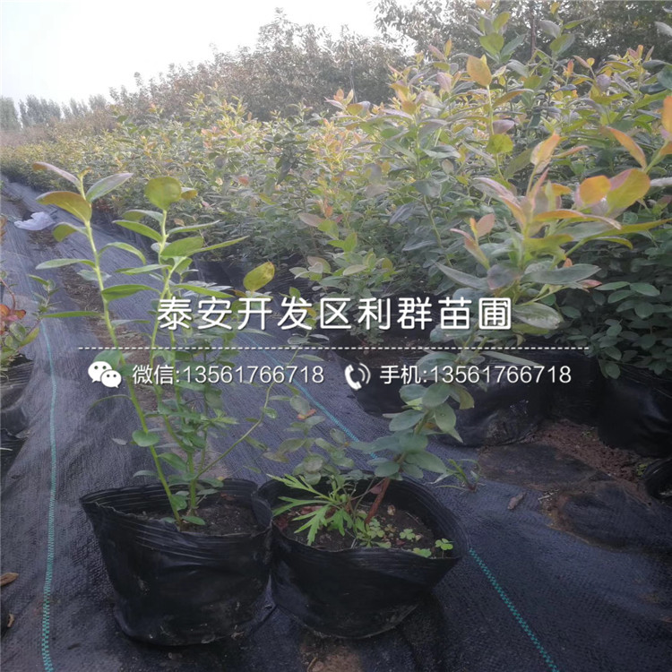 苔蘚藍莓苗出售價格、苔蘚藍莓苗多少錢一棵