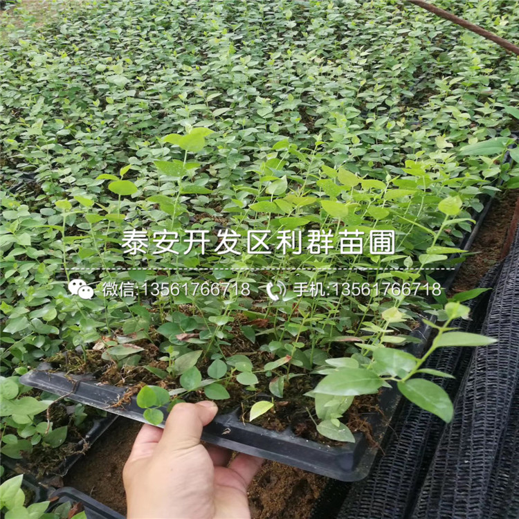 伊麗莎白藍莓樹苗、伊麗莎白藍莓樹苗報價及價格