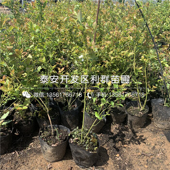 N-B-3藍(lán)莓苗、N-B-3藍(lán)莓苗價(jià)格及報(bào)價(jià)