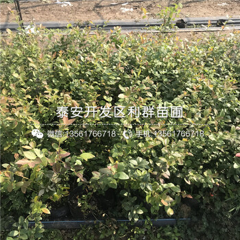 新品種比洛克西藍(lán)莓苗、比洛克西藍(lán)莓苗多少錢一棵