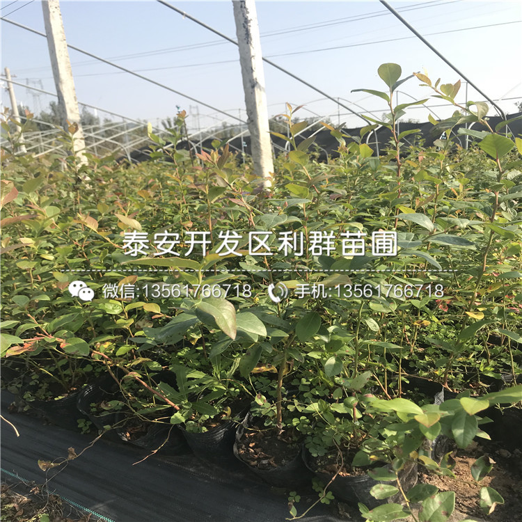 新千年藍(lán)莓苗多少錢(qián)、新千年藍(lán)莓苗多少錢(qián)一棵