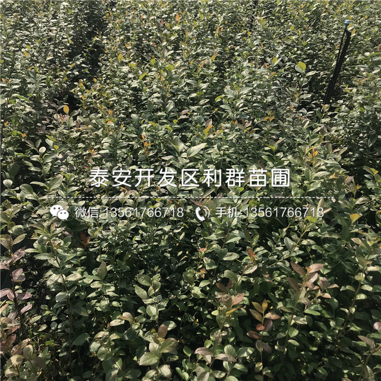 山東藍(lán)光藍(lán)莓苗、山東藍(lán)光藍(lán)莓苗價(jià)格及報(bào)價(jià)