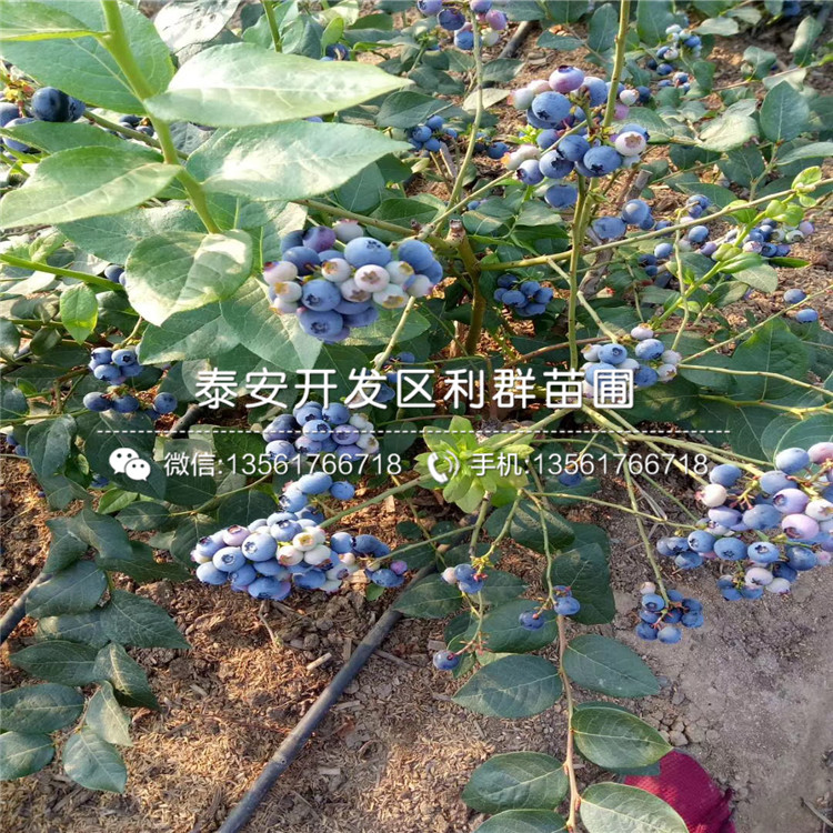 藍(lán)美人藍(lán)莓苗、藍(lán)美人藍(lán)莓苗出售基地