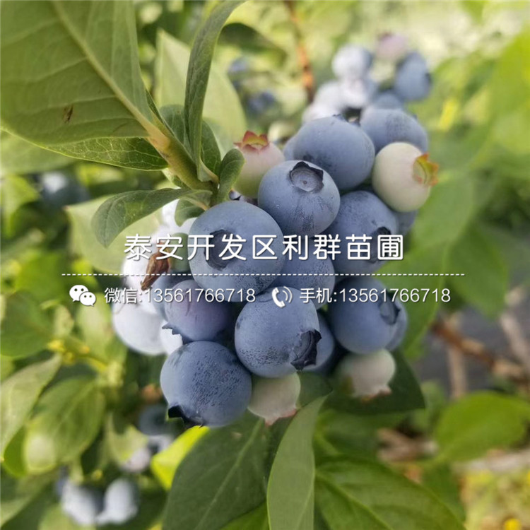 埃利奥特蓝莓树苗、埃利奥特蓝莓树苗多少钱