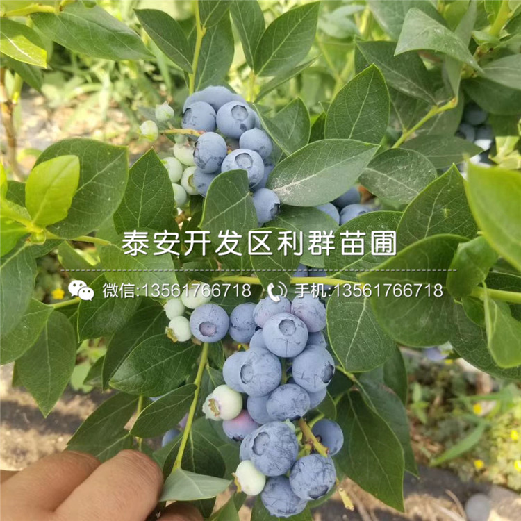 薩米特藍(lán)莓樹(shù)苗、薩米特藍(lán)莓樹(shù)苗多少錢(qián)一株
