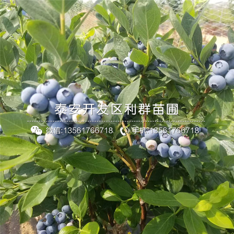 山东奥尼尔蓝莓苗、山东奥尼尔蓝莓苗基地