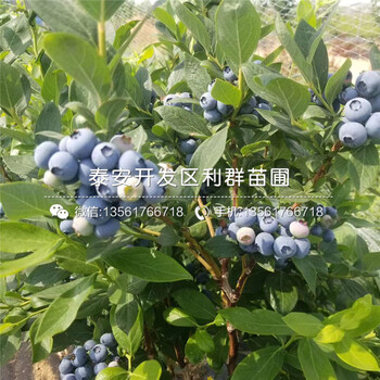 比洛克西藍莓樹苗、比洛克西藍莓樹苗批發(fā)價