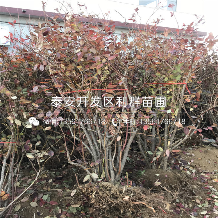 5年生藍(lán)莓苗價(jià)格、山東5年生藍(lán)莓苗