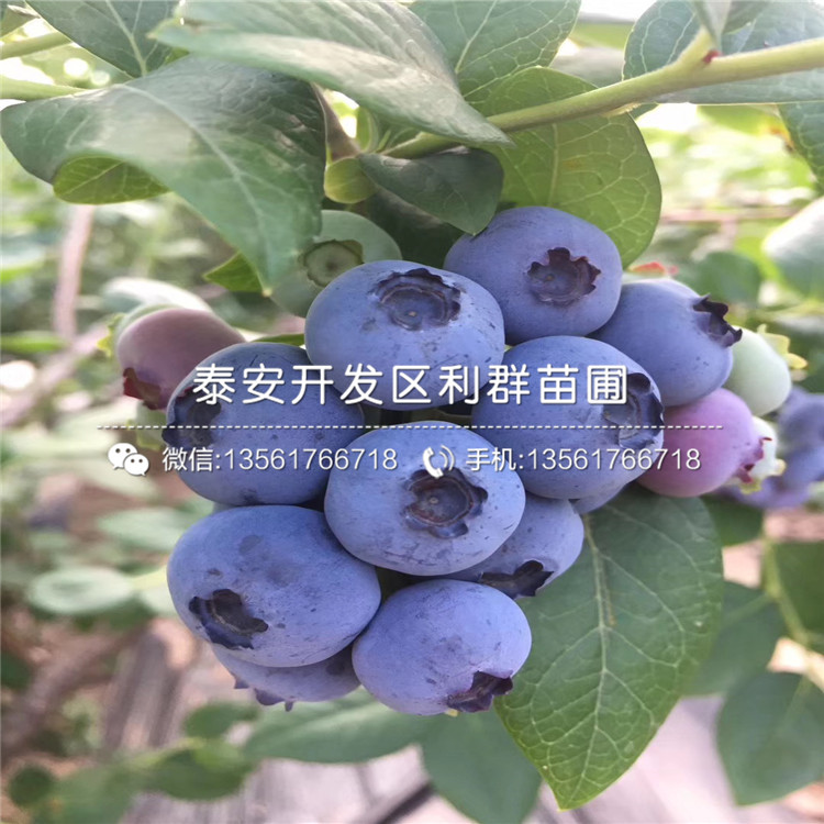 甜粒星藍莓苗、甜粒星藍莓苗基地