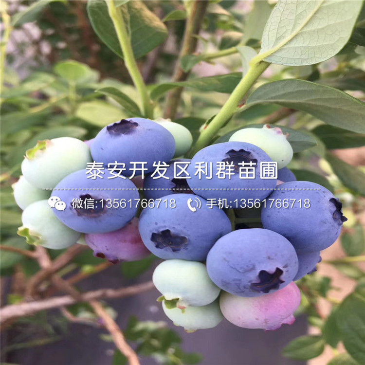 薩米特藍(lán)莓樹(shù)苗、薩米特藍(lán)莓樹(shù)苗多少錢(qián)一株