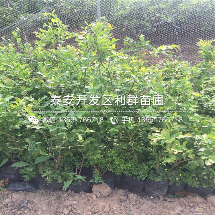 哪里有泰安藍(lán)莓苗出售、泰安藍(lán)莓苗多少錢一棵