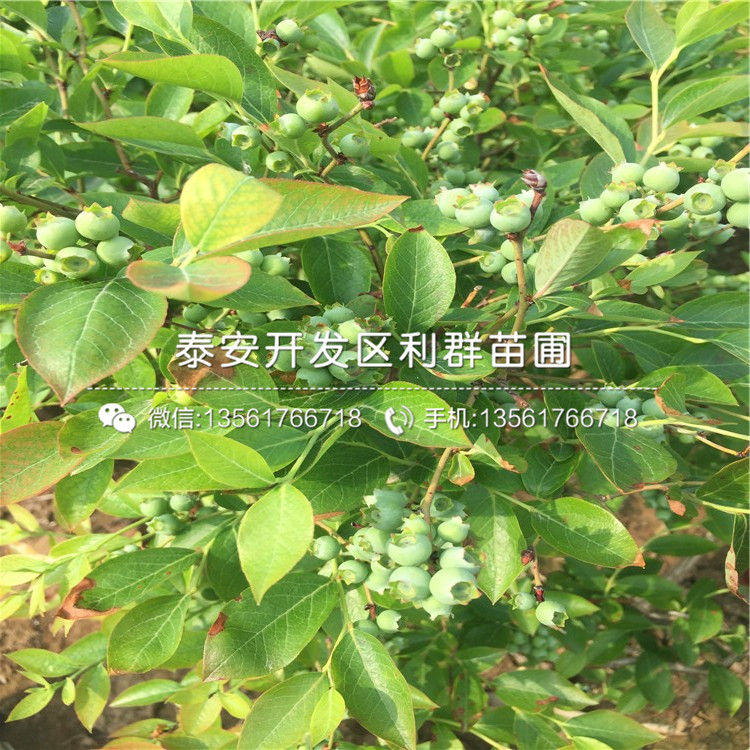 山東V3藍莓苗、山東V3藍莓苗多少錢一棵