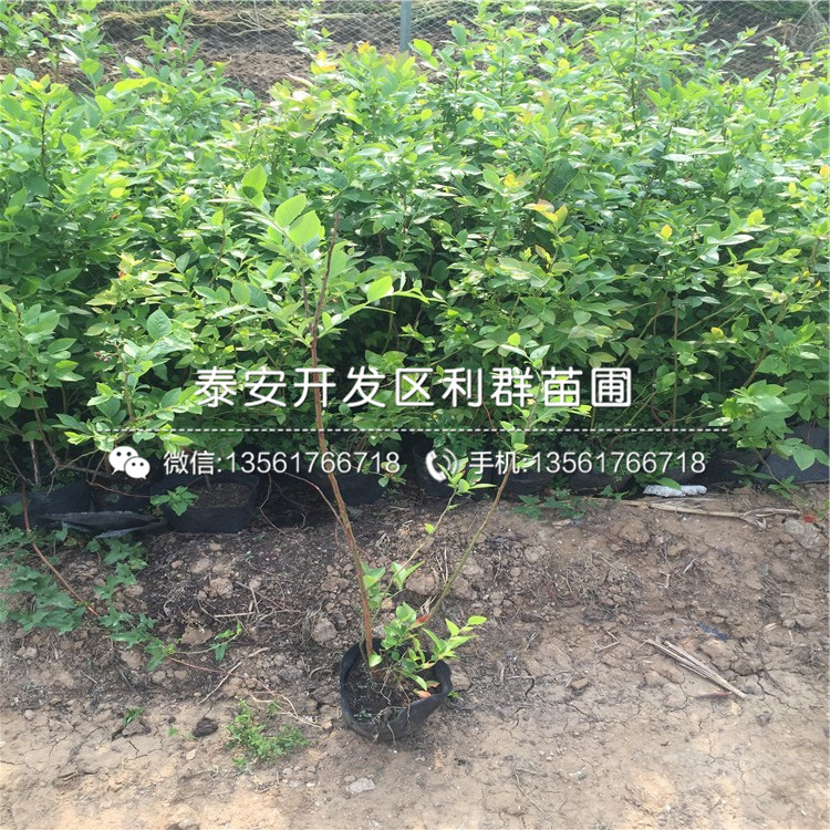 山東芬蒂藍(lán)莓樹(shù)苗、山東芬蒂藍(lán)莓樹(shù)苗批發(fā)