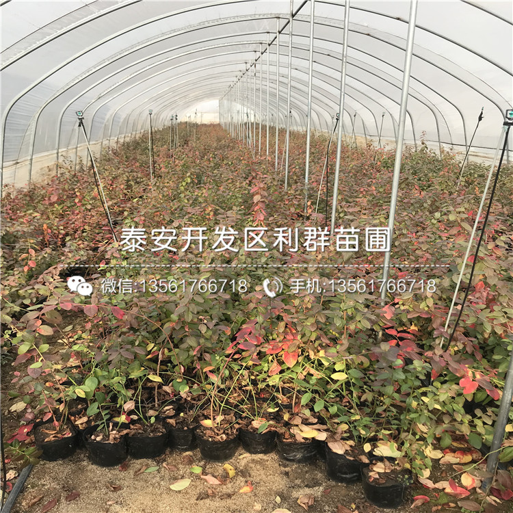 甜粒星藍莓苗、甜粒星藍莓苗基地
