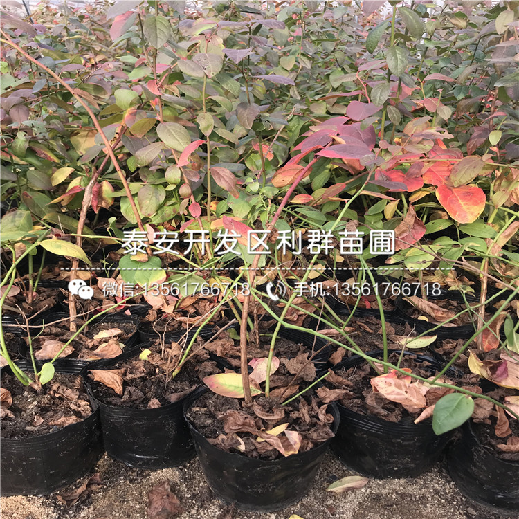 北蓝蓝莓树苗、北蓝蓝莓树苗批发价格