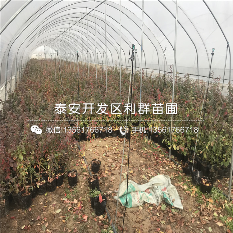 綠寶石藍(lán)莓樹(shù)苗出售、2019年綠寶石藍(lán)莓樹(shù)苗價(jià)格