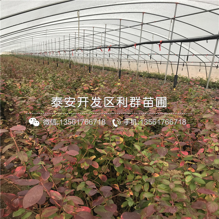 山東燦爛藍(lán)莓樹苗、山東燦爛藍(lán)莓樹苗報價