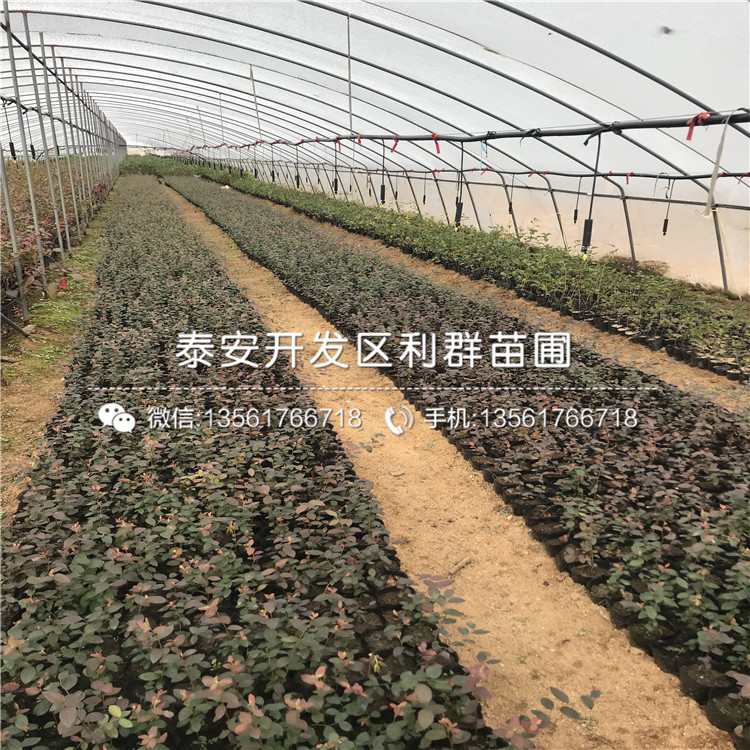 批發(fā)薩米特藍(lán)莓苗、薩米特藍(lán)莓苗多少錢一棵