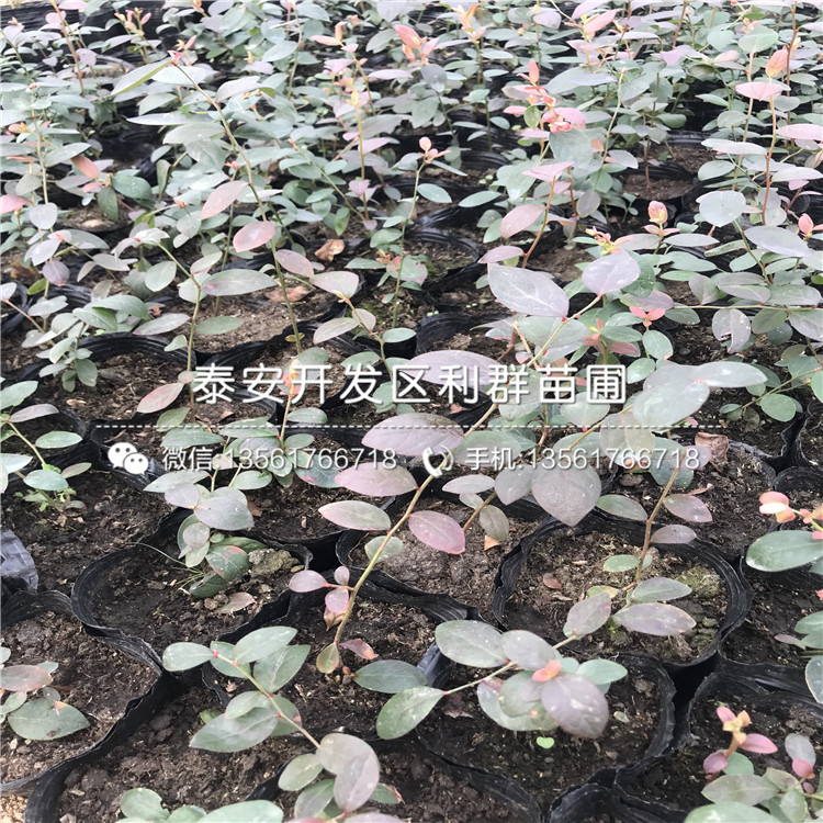 山東藍(lán)光藍(lán)莓苗、山東藍(lán)光藍(lán)莓苗價(jià)格及報(bào)價(jià)