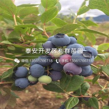 哪里有萊克西藍莓苗批發(fā)、萊克西藍莓苗價格是多少