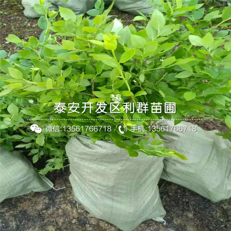 山東芬蒂藍(lán)莓樹(shù)苗、山東芬蒂藍(lán)莓樹(shù)苗批發(fā)