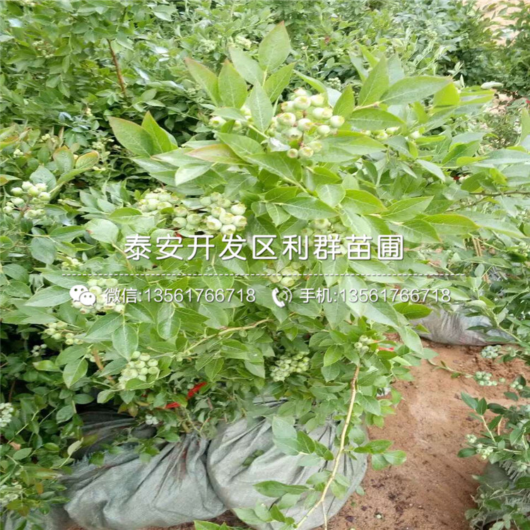 薄霧藍(lán)莓苗、薄霧藍(lán)莓苗批發(fā)價