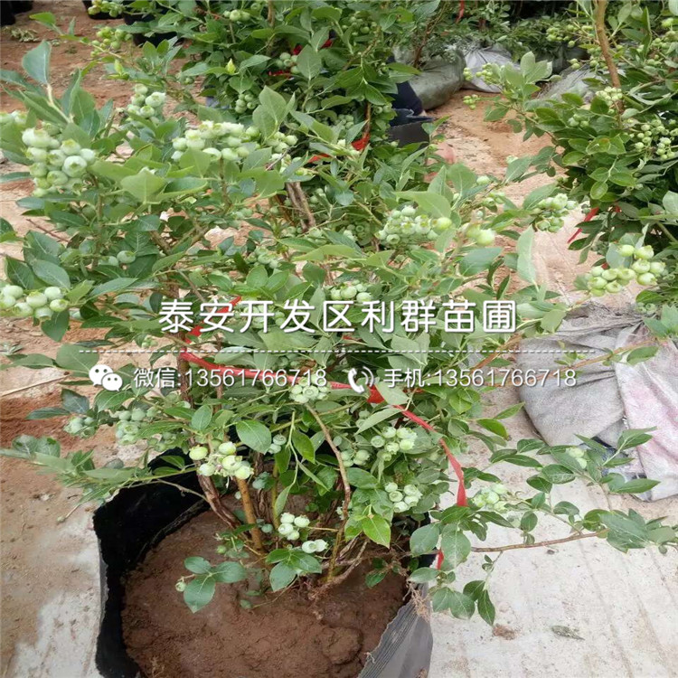 比洛克西藍莓苗、比洛克西藍莓苗多少錢一株